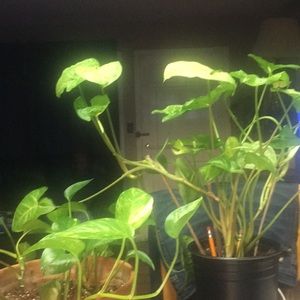 Meet your Posher, Edith